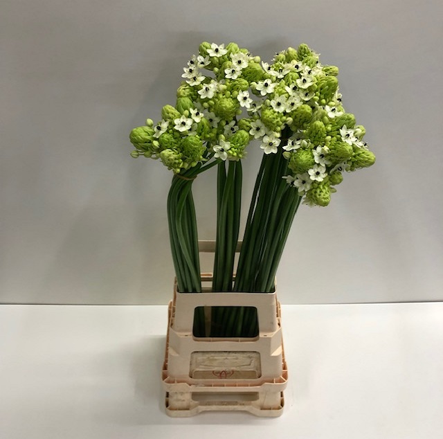 Ornithogalum saundersiae.jpg